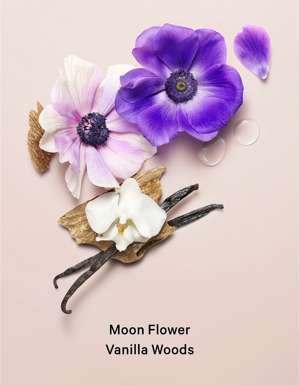 Body Lotion Shimmer Midnight Bloom Victorias Secret